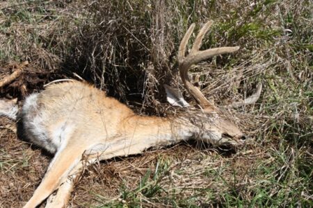 U.S. Deer Herds in Trouble Image